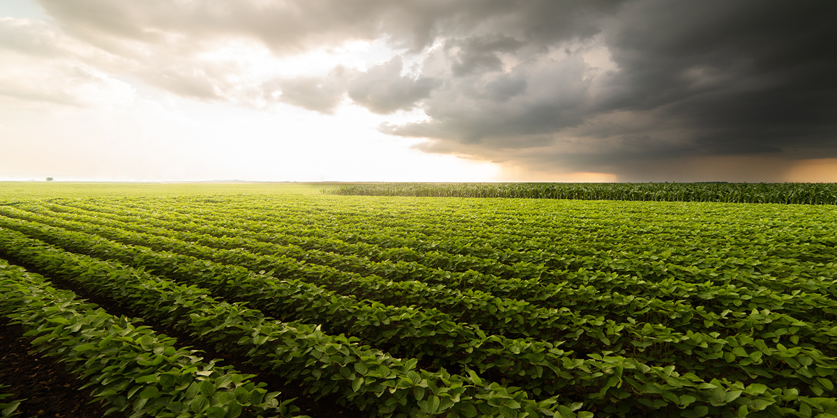 soybean news, northern soy marketing