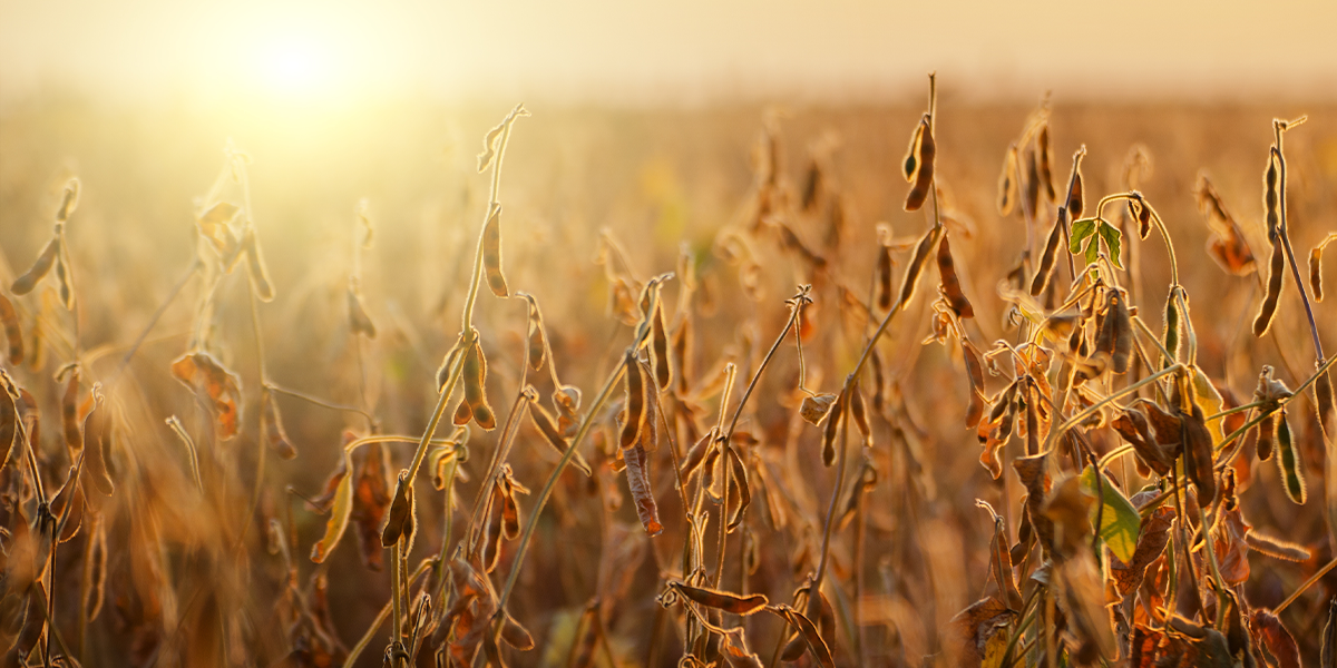 soybean news, northern soy marketing