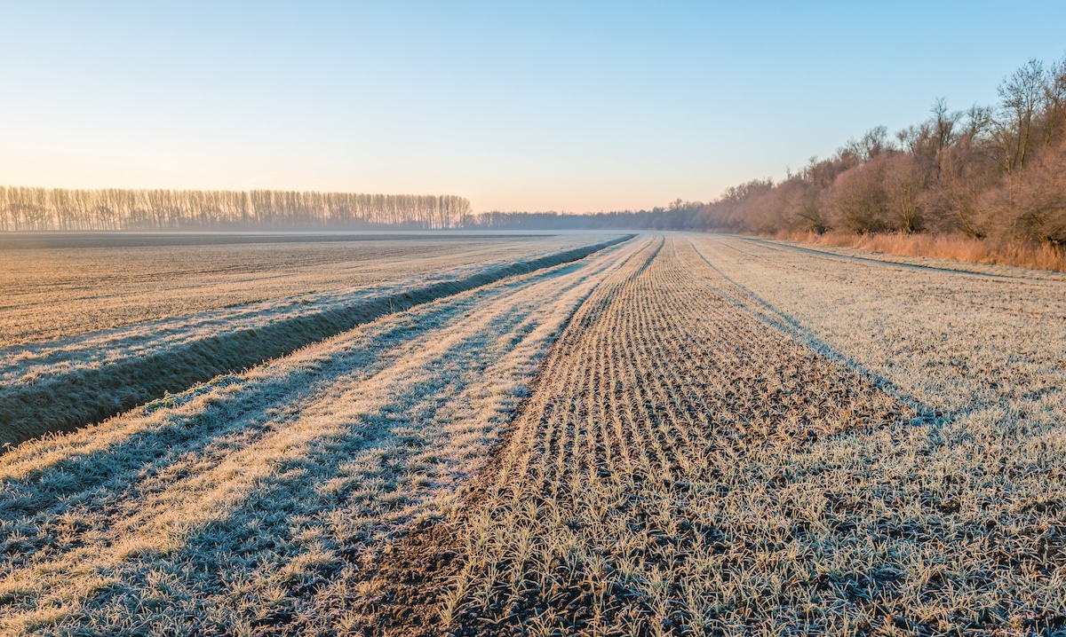 Dutch agricultural area with winter wheat sown in rows and a ditch on a cold winter morning
